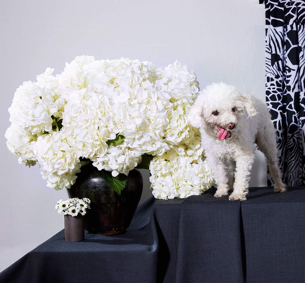 121210_Muttville_Lammy_1910_33_V2copy