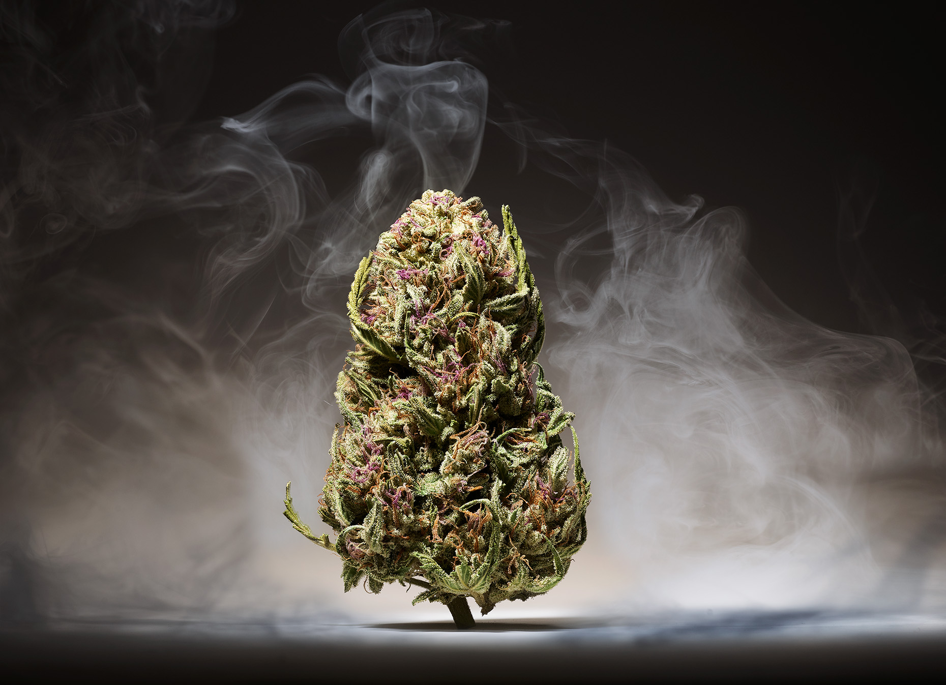 Bud_23583-23606_STACKED_CROP