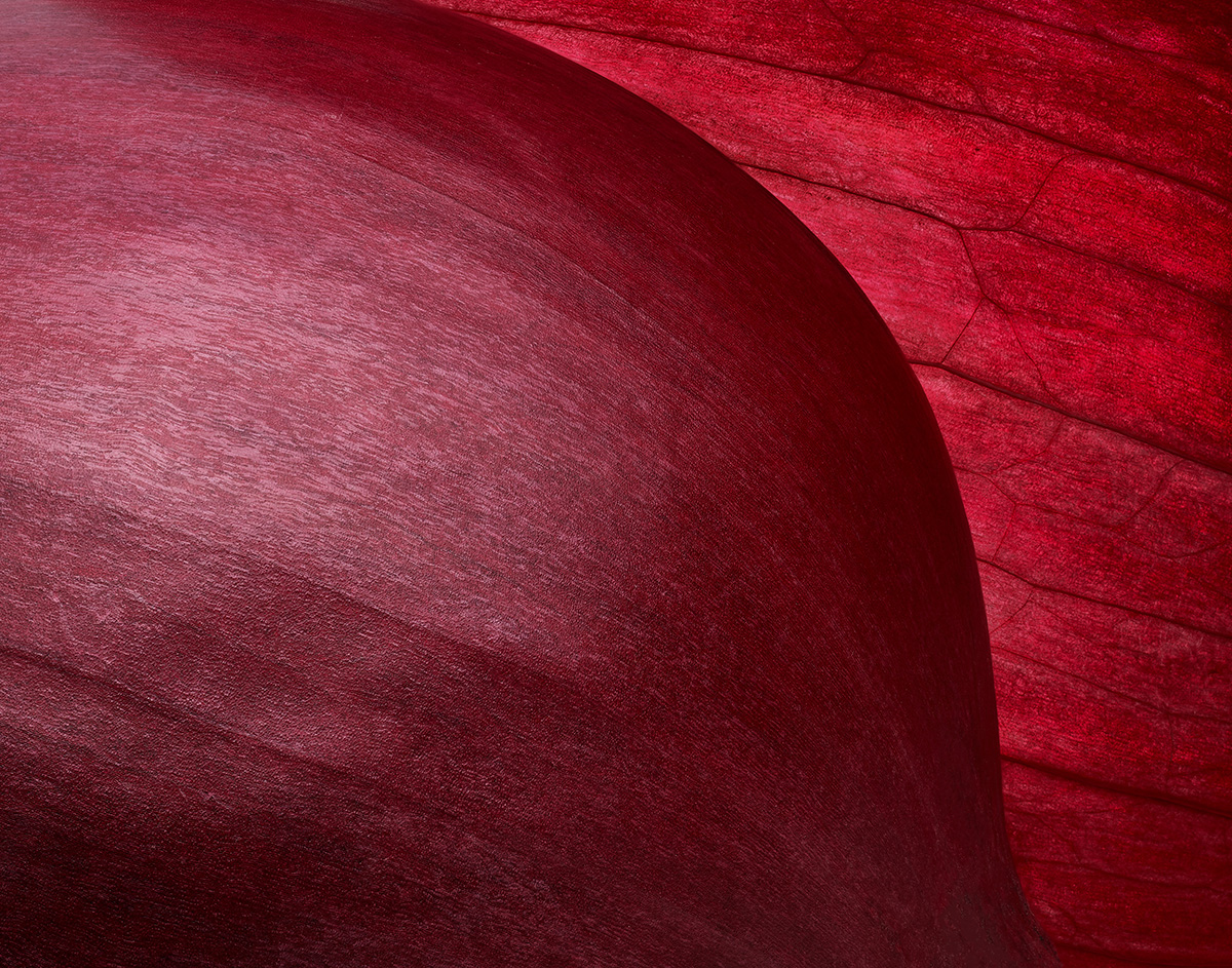 RedOnion_01_FullRes_Finalcopy