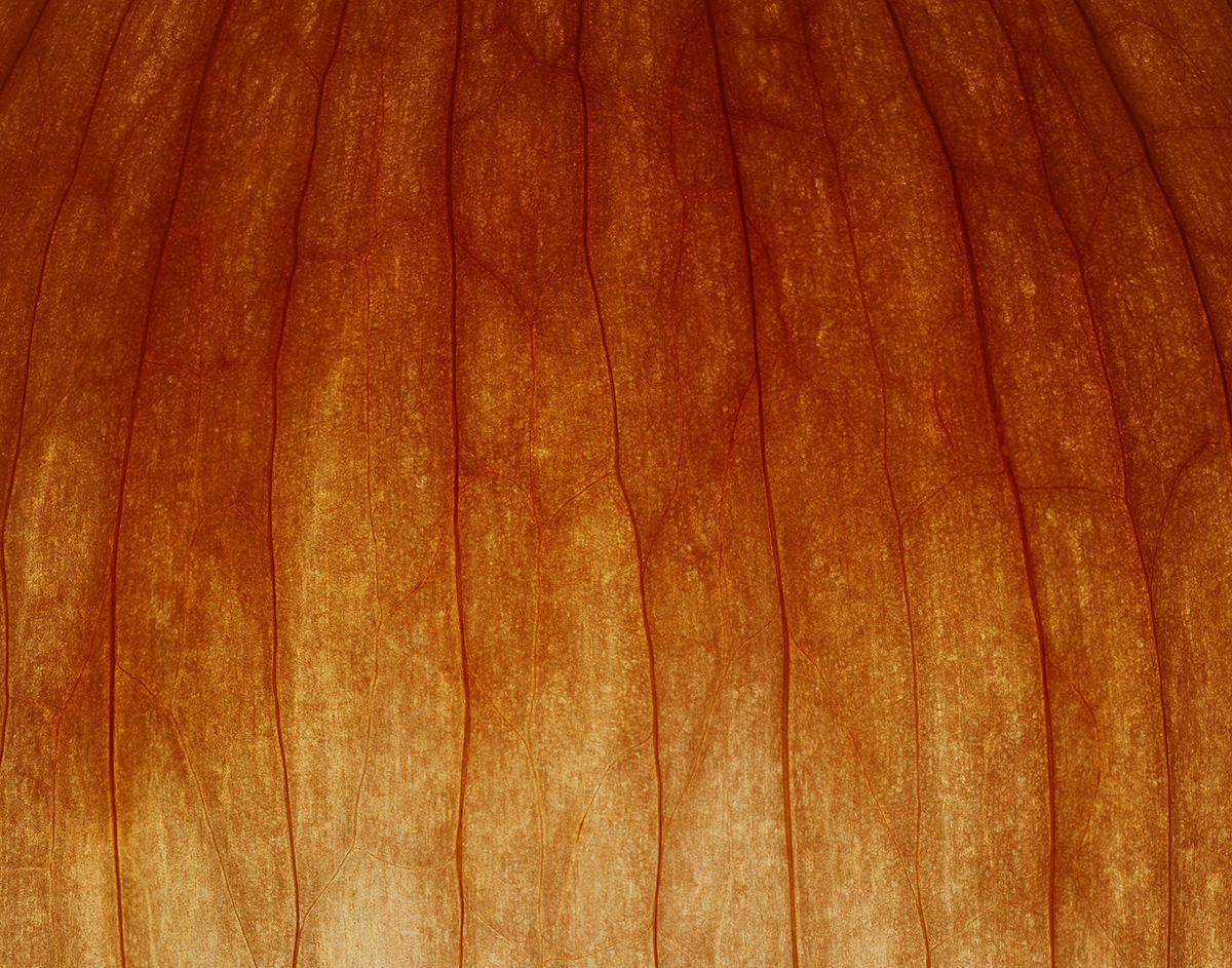 YellowOnion_V2_01_FullRes_Final2copy