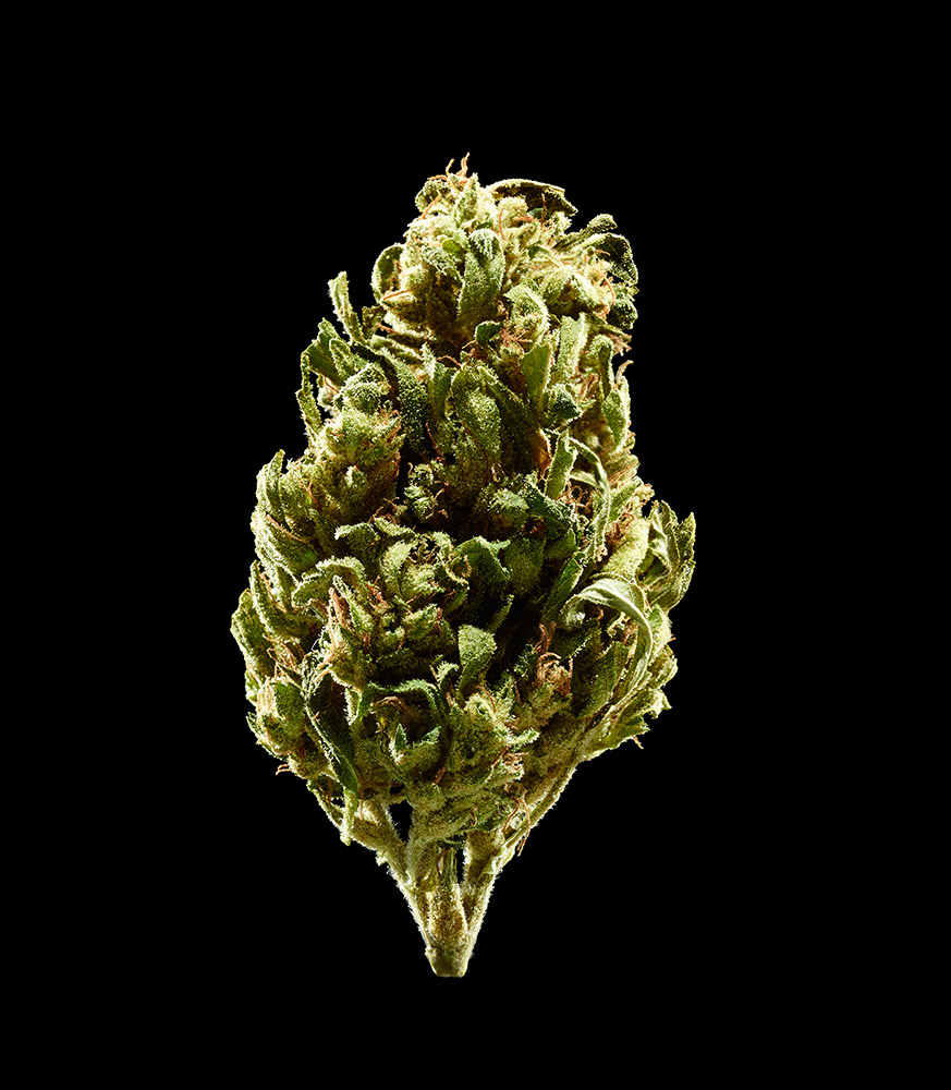 focused_bud